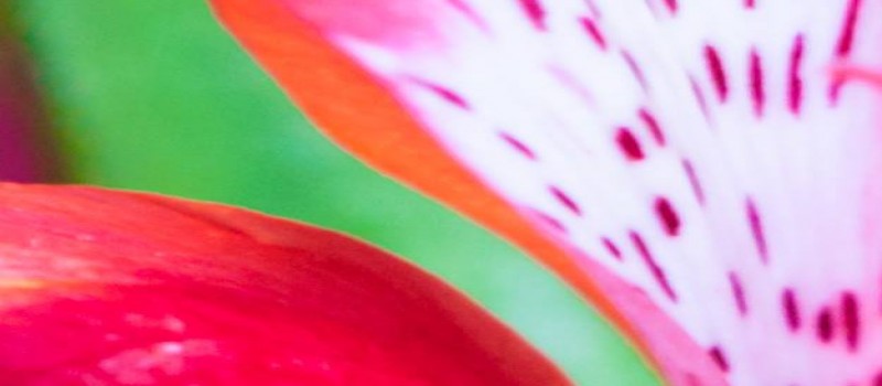 Cover Photo