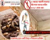 Termite Treatment Professional 