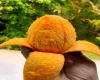 Chemical Free Mango